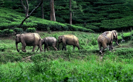 ओडिशा: करलापट अभ्यारण्य में चौदह दिनों में छह हाथियों की मौत!