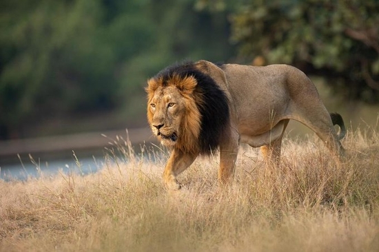  प्रधानमंत्री श्री नरेन्द्र मोदी ने विश्व शेर दिवस पर शेरों के संरक्षण के लिये जुनूनी सभी लोगों को बधाई दी